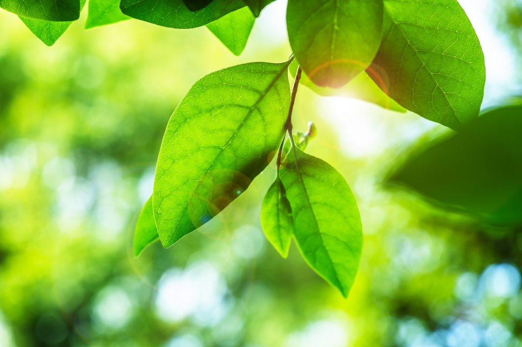 A photo of some green leaves hanging from a branch against a sunny bright backdrop.