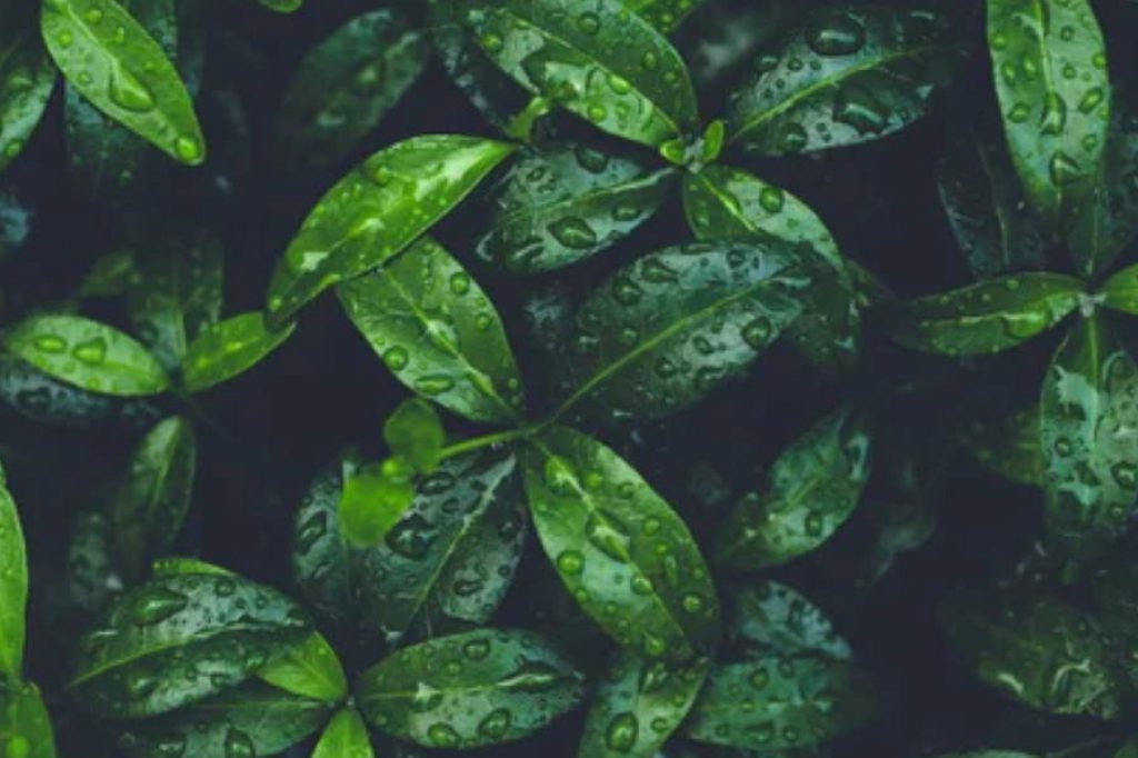 Sustainability-image-2 Eine Nahaufnahme von grünen Blättern mit Wassertropfen darauf.