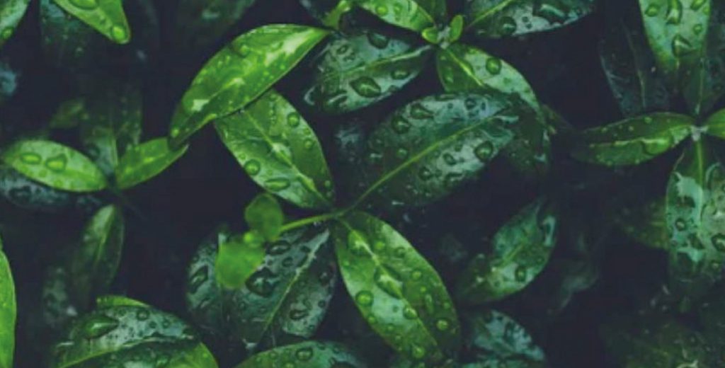 Sustainability-image-2-1024x520 Eine Nahaufnahme von grünen Blättern mit Wassertropfen darauf.